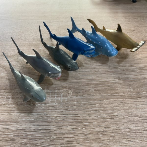 6 Sharks