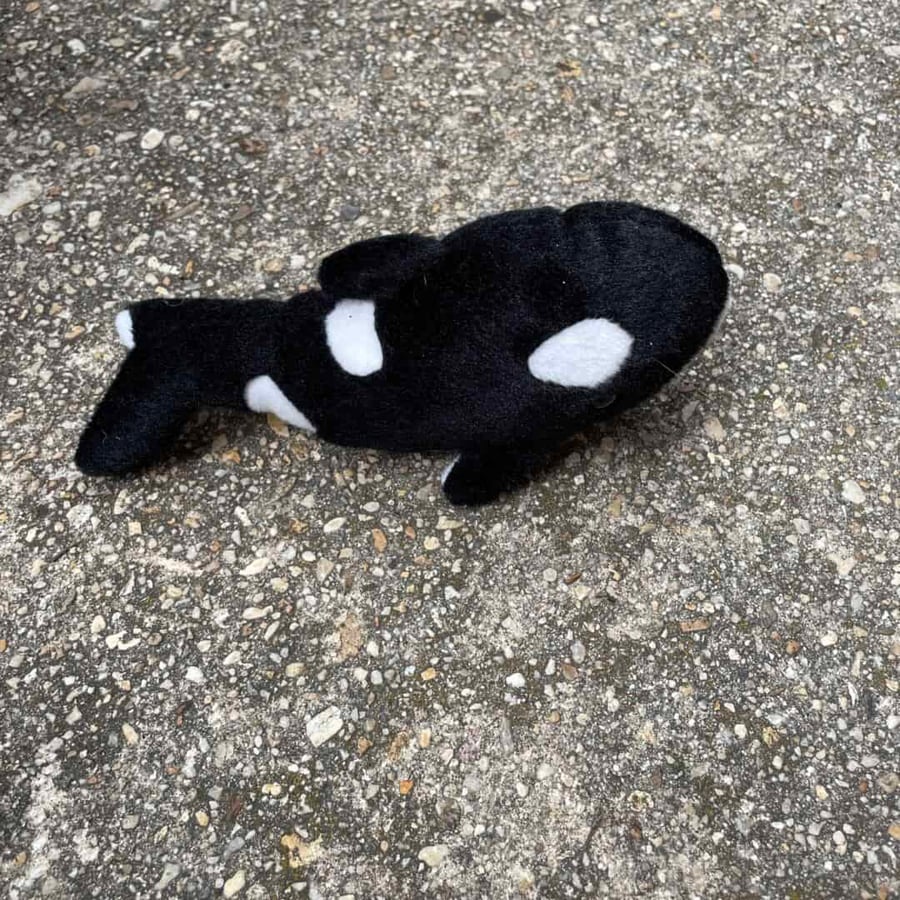 Black Whale Friend