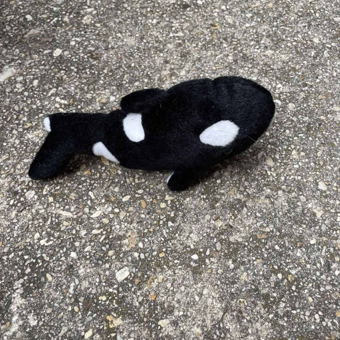 Black Whale Friend